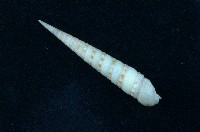 藏品(蒼白筍螺 )的圖片